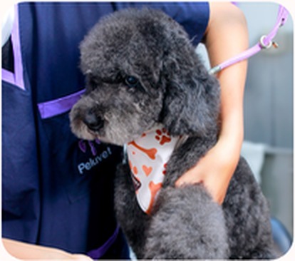Sesión fotográfica para spa y boutique de mascotas